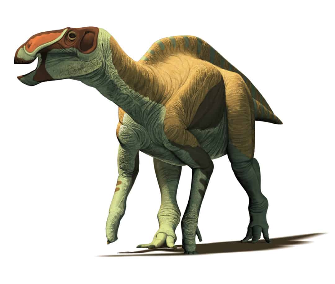 Mexican Dinosaurs, Quo Magazine August 2013. Huehuecanauthlus tiquichensis, hadrosaurine dinosaur from the Late Cretaceous of Michoacan State. Art by Román García Mora.