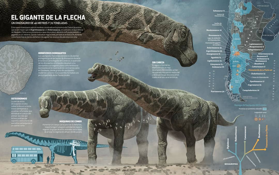 The biggest dinosaurs ever discovered, Quo Magazine November 2014. Final infographic. Art by Román García Mora.