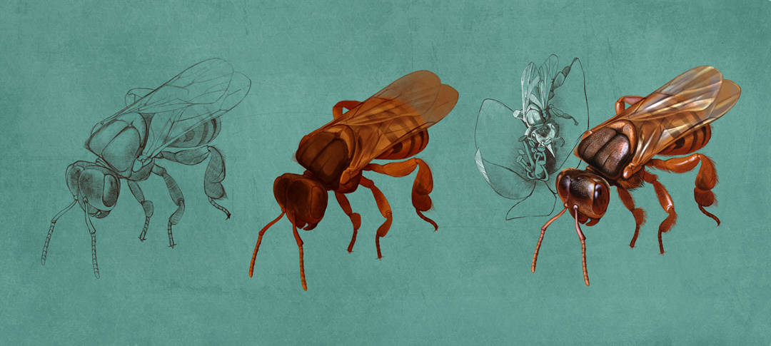 Native Bees, Quo Magazine November 2014. Scaptotrigona pectoralis step by step. Art by Román García Mora.