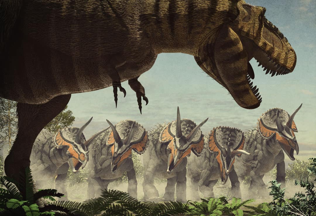 Dinosaur colection, National Geographic Kids. Triceratops vs Tyrannosaurus rex. Art by Román García Mora.